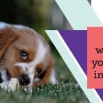 Dog worming