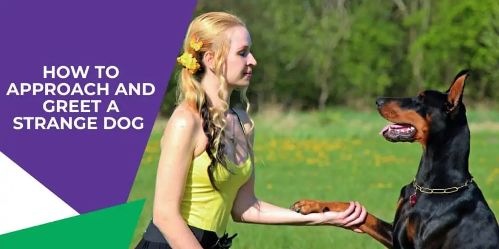 girl shaking hands with a dobermann