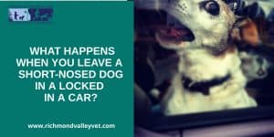 short nosed dog in a closed car gasping for air