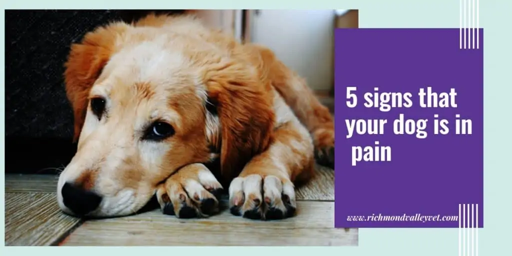 A golden retriever lying on wooden floor looking sad