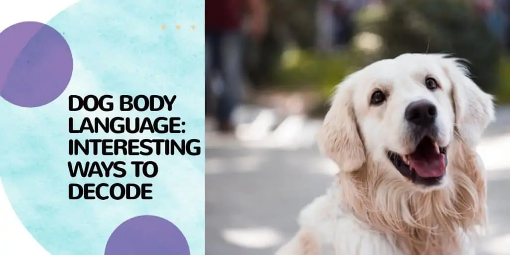 A white labrador dog staring