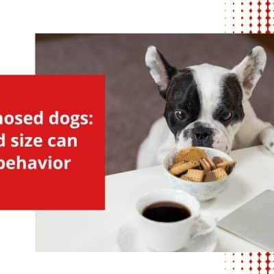 Short nosed bulldog staring at cookies kept on the table