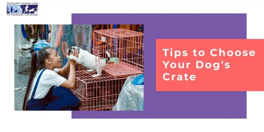 A girl taking a puppy out from a crate