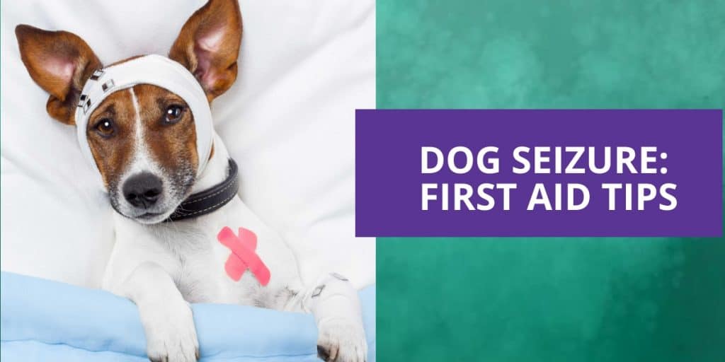 Dog Seizure: First Aid Tips- Richmond Valley Veterinary Practice