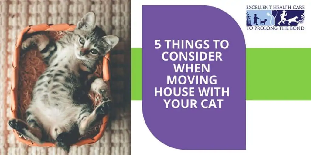 7 Mistakes to Avoid When Introducing Cats and Dogs