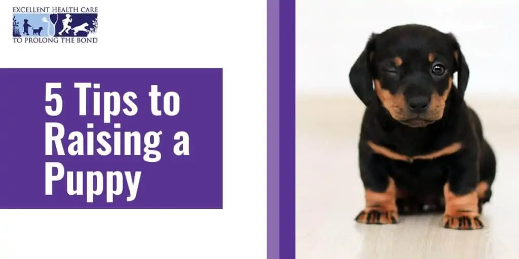 Winking black and brown puppy