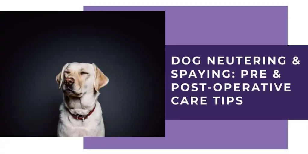dog neutering & spaying - pre and post operative care tips