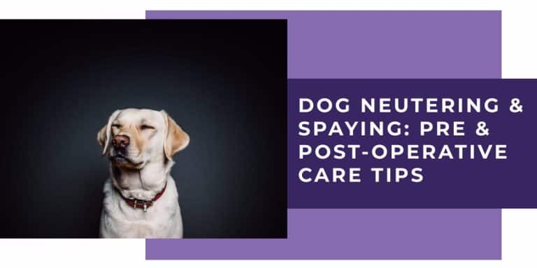 Dog neutering & spaying: pre & post-operative care tips - Richmond ...