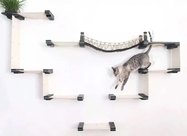 Cat playing on wall mounted modular system