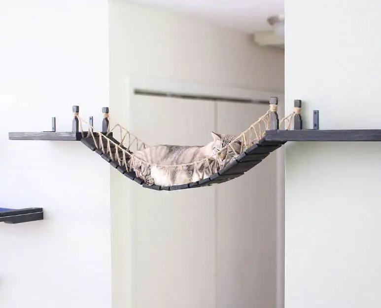 Cat sleeping on wall mounted modular system