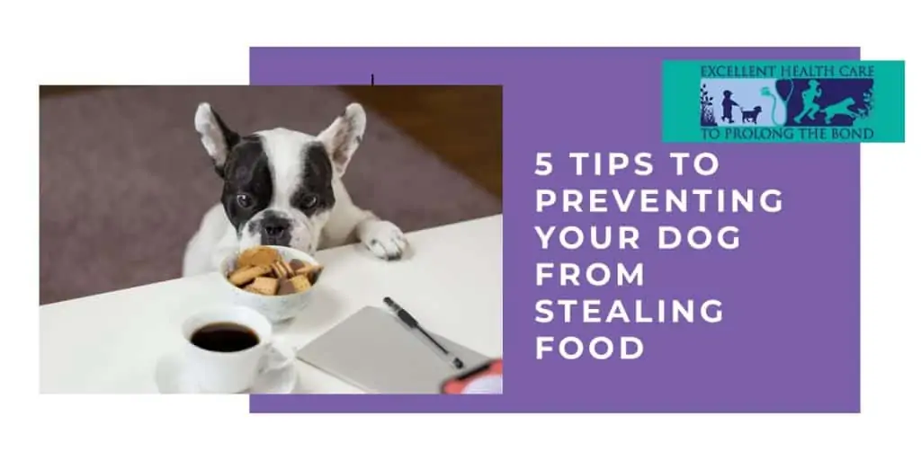 dog looking at food kept on the table