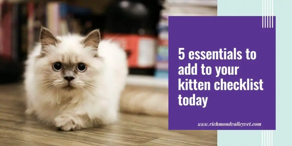 5 essentials to add to your kitten checklist today - Richmond Valley ...