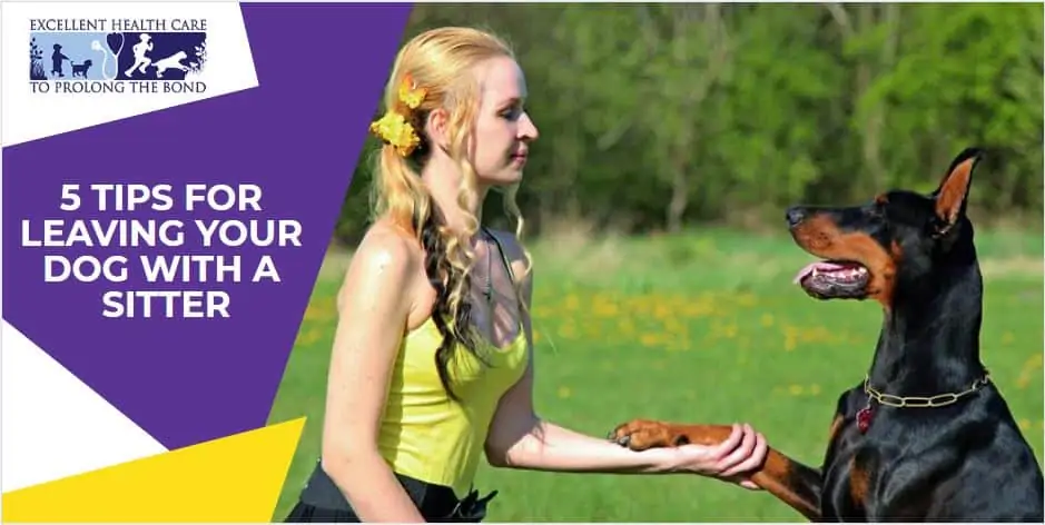 A pet sitter shaking hands with a Dobermann