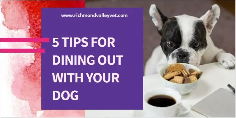 Dog looking at food kept at dining table