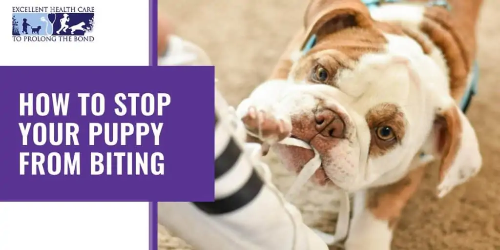 A short nosed dog biting on a rope