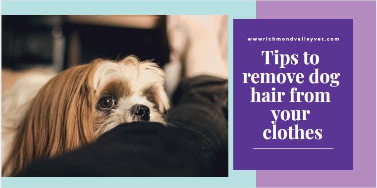 Tips to remove dog hair from your clothes - Richmond Valley Veterinary  Practice