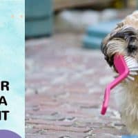 dog running with a flea tratment brush in his mouth