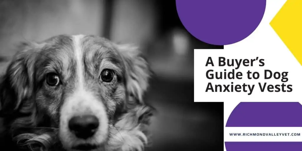 A Buyer s guide to Dog Anxiety Vests Richmond Valley Veterinary Practice