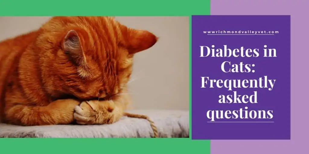 Diabetic cat outlet litter