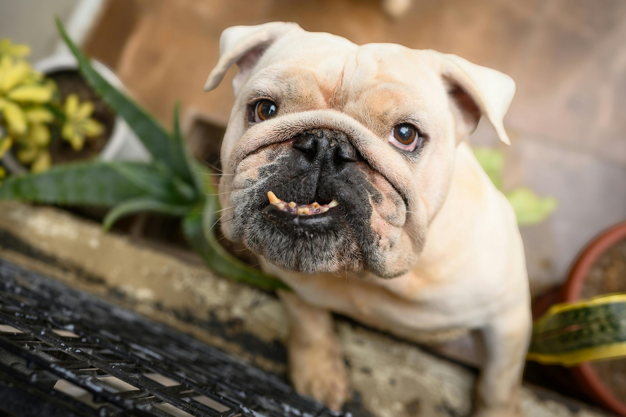 pexels-christopher-welsch-leveroni-2150186467-31560484